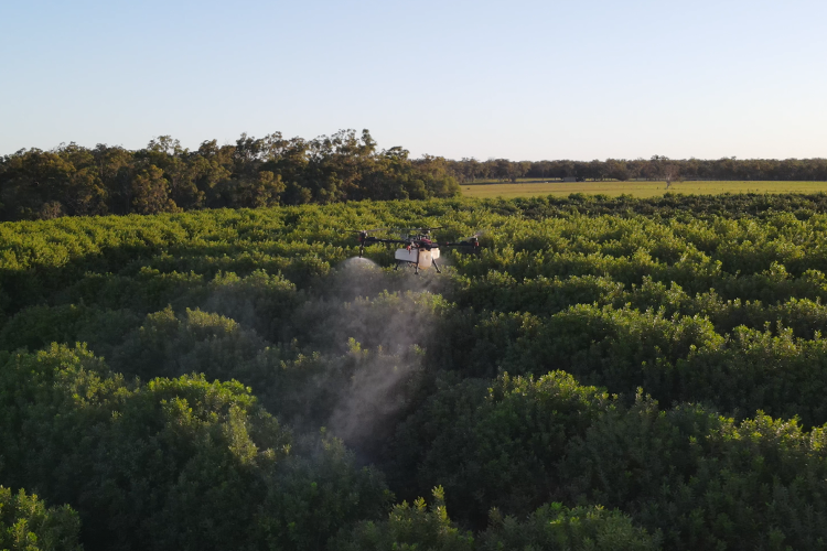 Drone spraying water mist over a netted agricultural field under sunlight.
