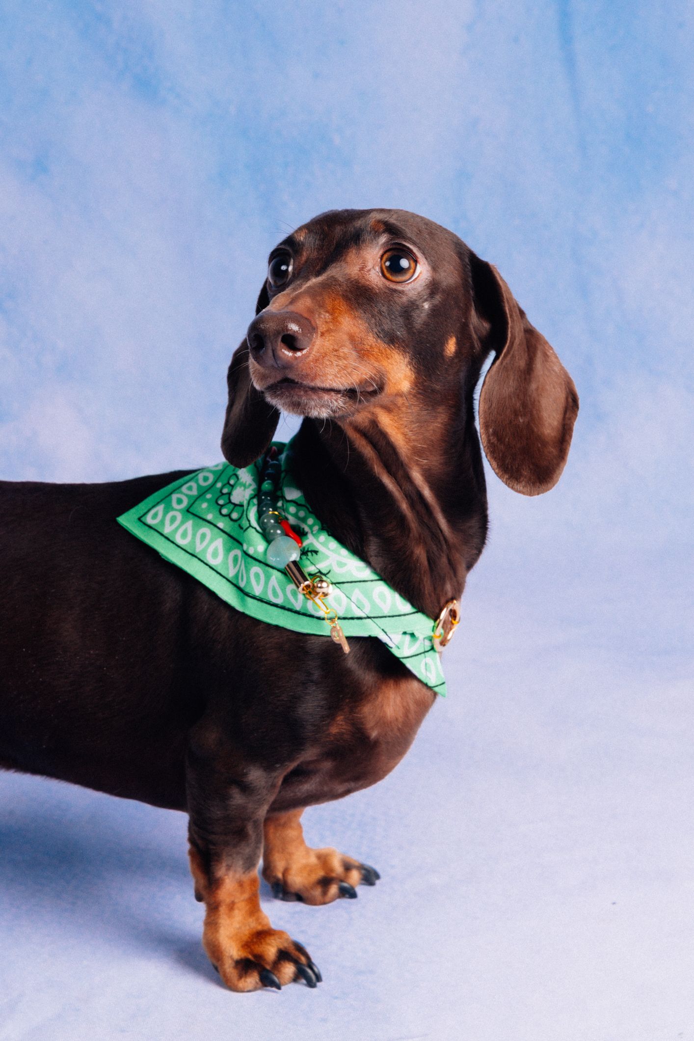 Photographe pour chiens à Paris