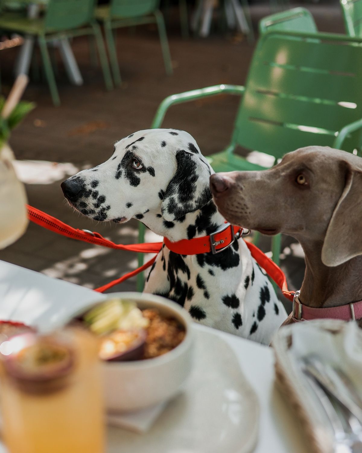 Chiens bienvenus vs chiens tolorés, quelle différence ?