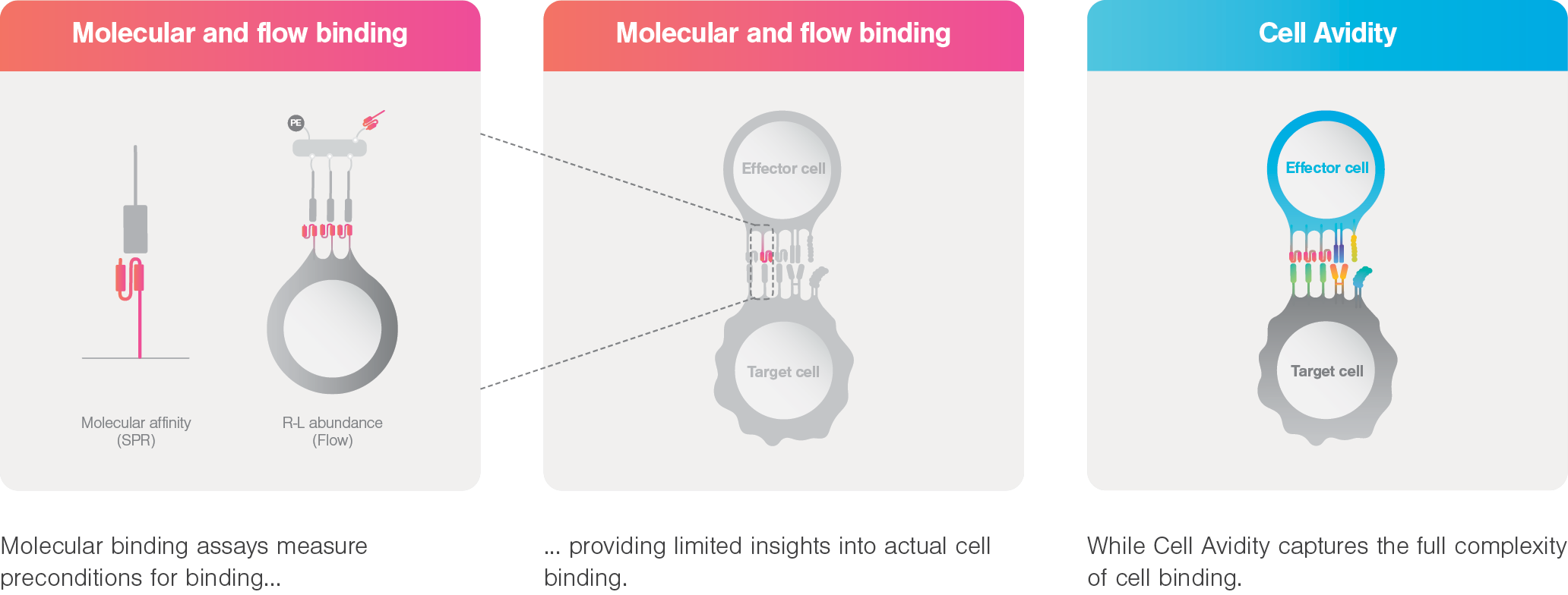 Diagram comparing molecular binding assays with cell avidity showing effector and target cell binding complexity.