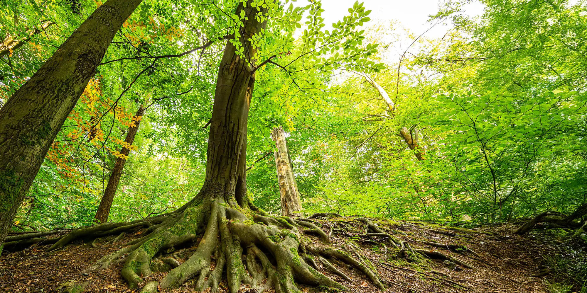 Rooted in Action: Crown Releases its 2024 Sustainable Investments Report 