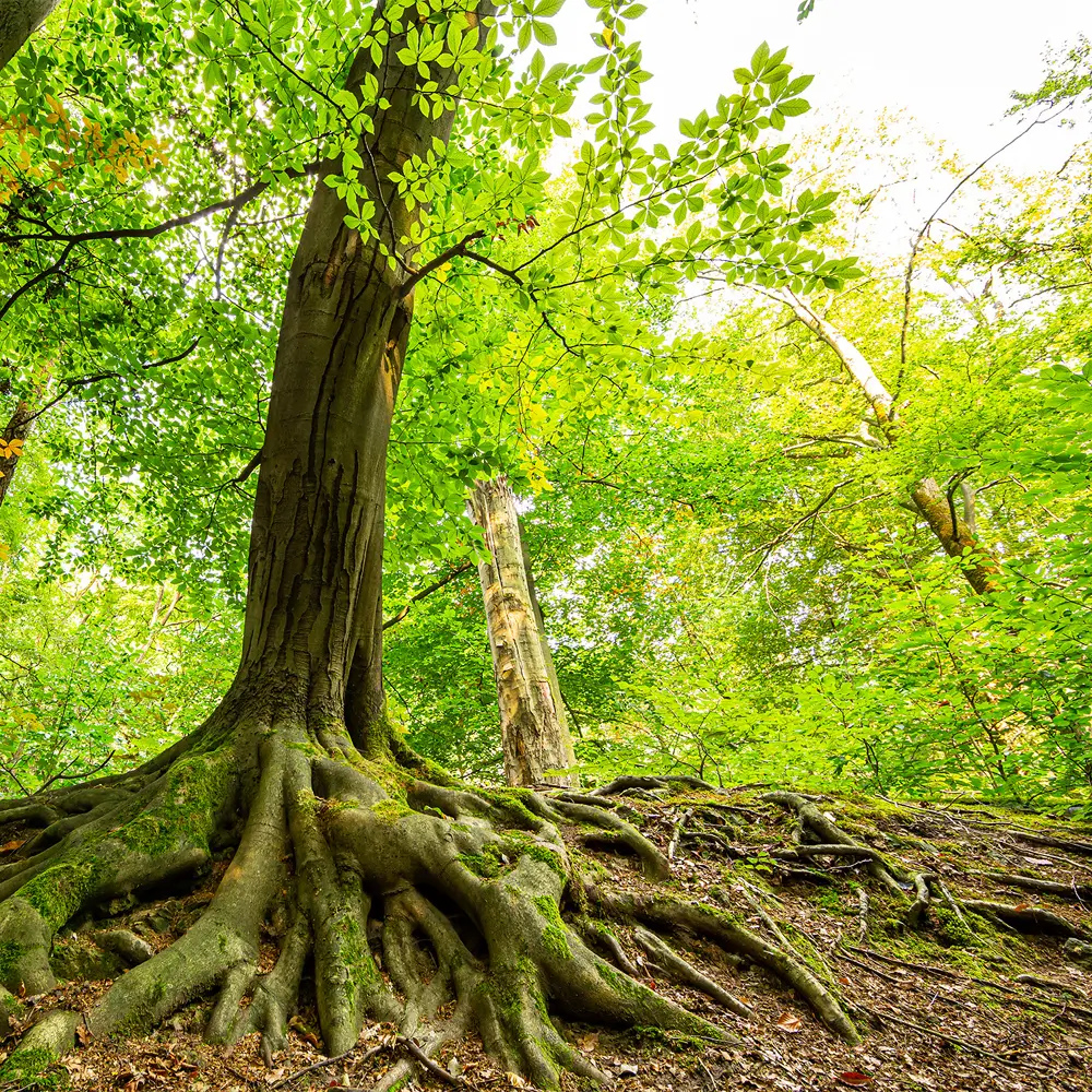Rooted in Action: Crown Releases its 2024 Sustainable Investments Report