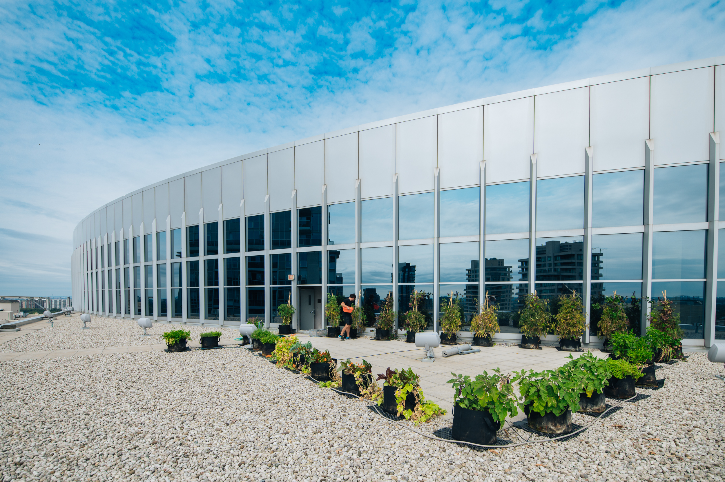 Rooftop Vegetable Garden