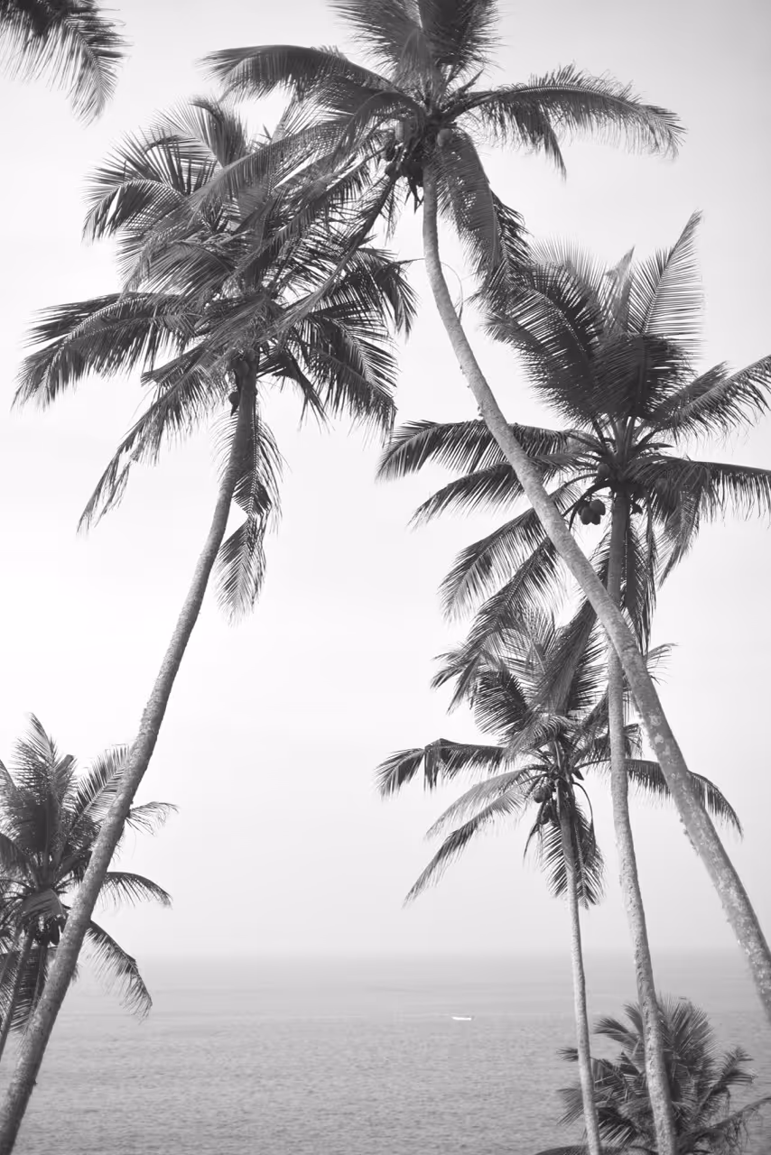 Schwarz-weiß-Foto von hohen Kokospalmen vor ruhigem Meer und klarem Himmel.