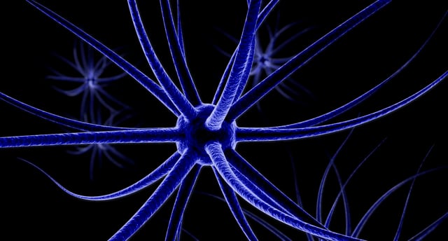 The Role of the Amygdala in Entrepreneurship