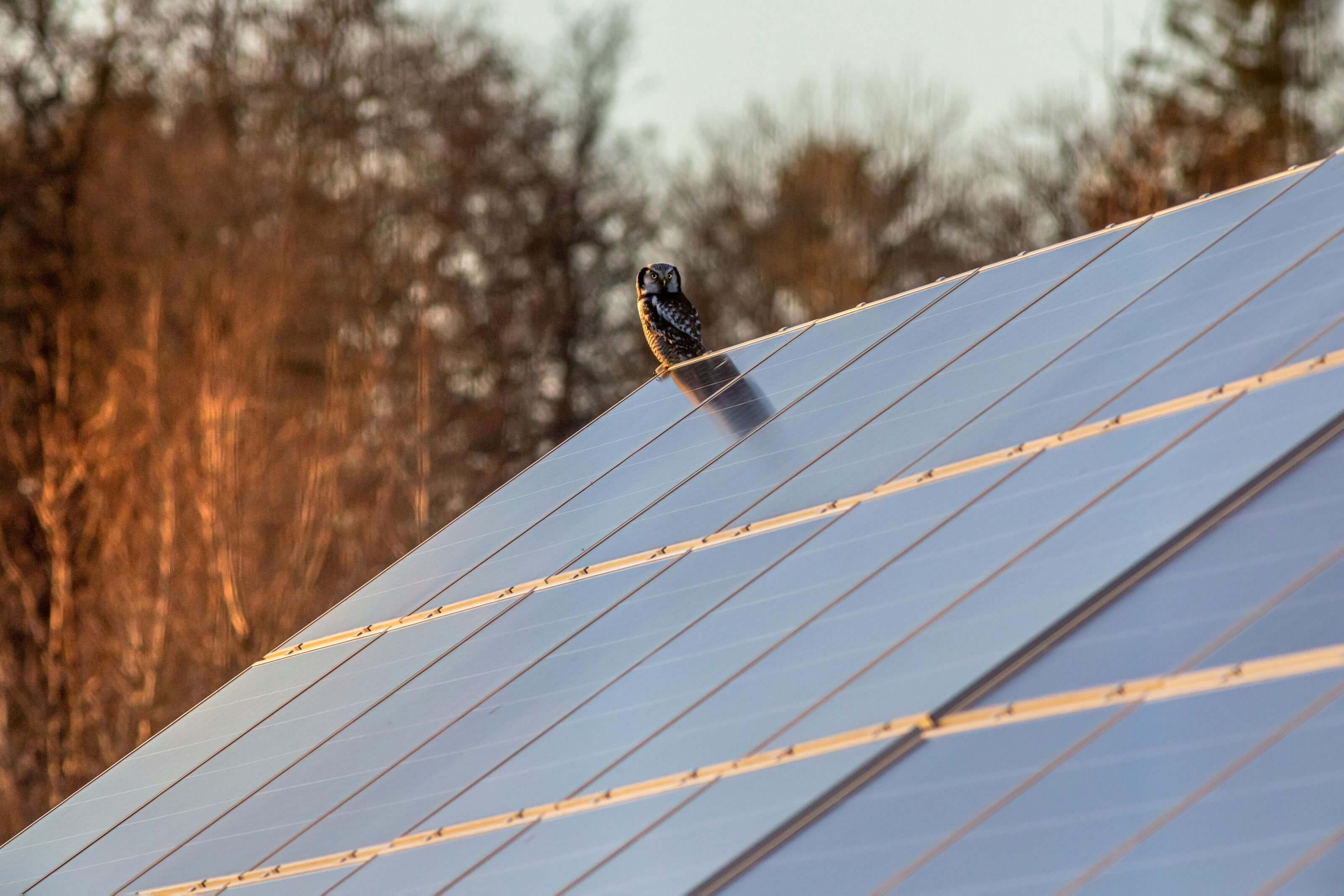 solar pv panels