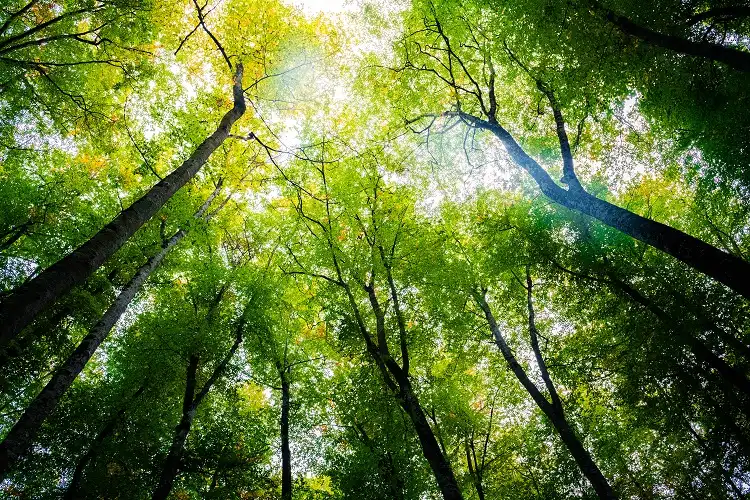 St. Paul Woods