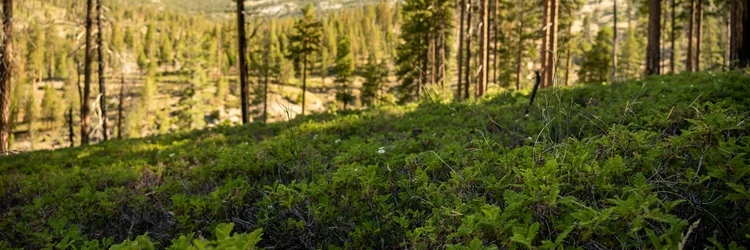 Thorn Creek Woods Nature Preserve