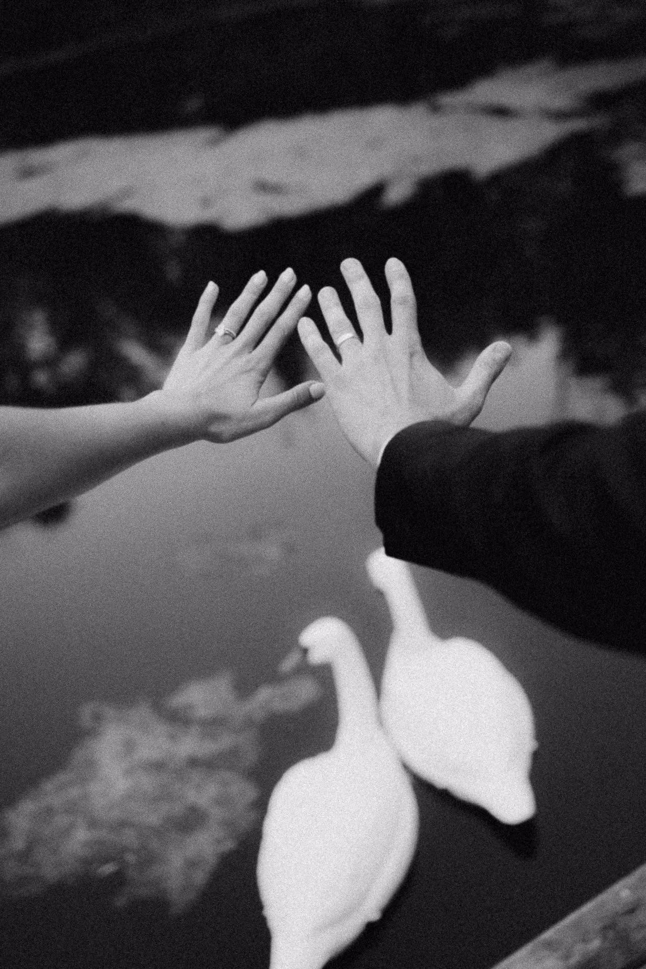 Black and white photograph of a couple reaching toward swans on a pond at Windrift Hall