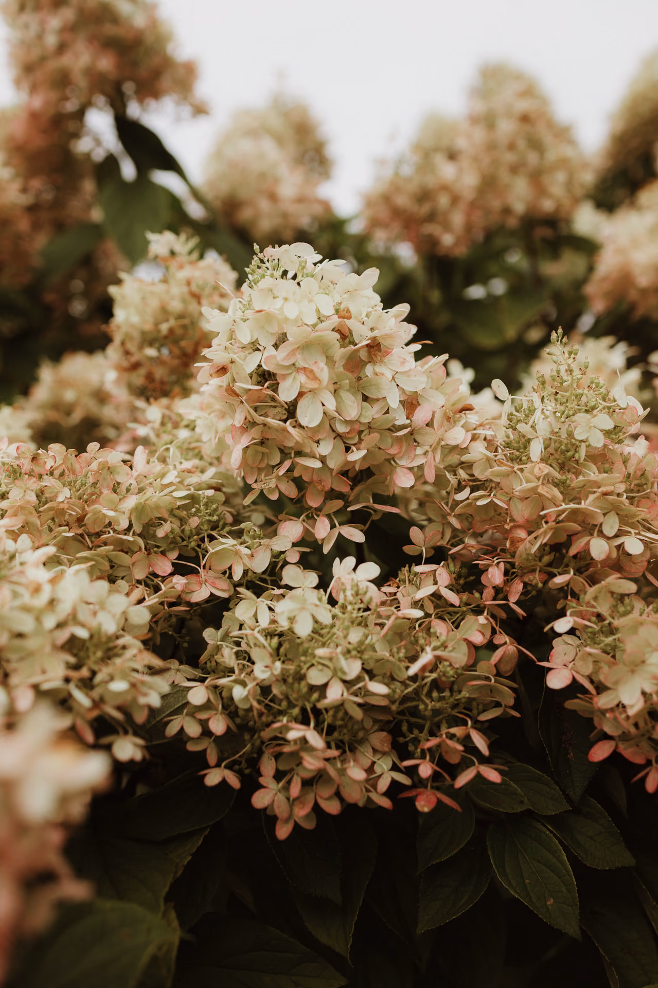 Hydrangeas in bloom at Windrift Hall