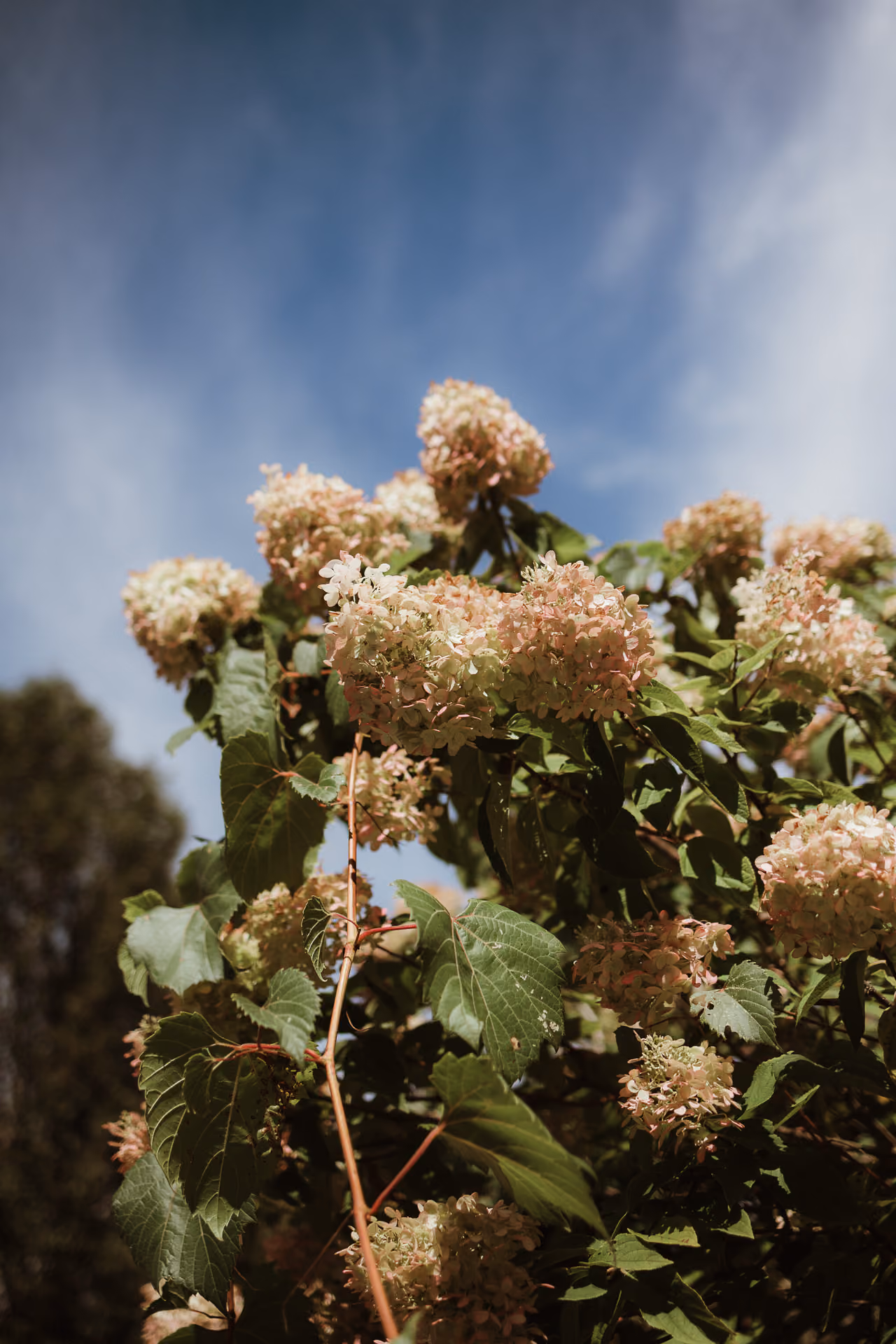 Hydrangeas against a blue sky at Windrift Hall