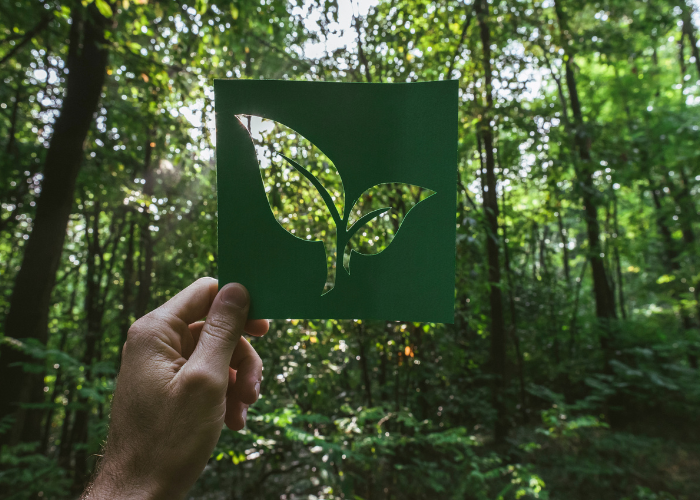 a cut-out of a leaf being held up in a forest representing Kemp Coatings Eco-friendliness