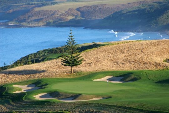 Kauri Cliffs Tree