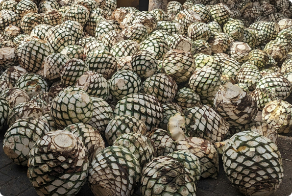Pile of harvested agave piñas with their outer leaves removed, placed on the ground.