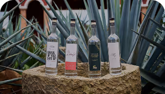 Four elegant clear glass bottles with labels arranged on a stone table outdoors among agave plants.