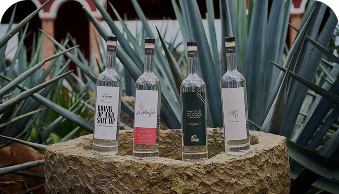 Four elegant clear glass bottles with labels arranged on a stone table outdoors among agave plants.