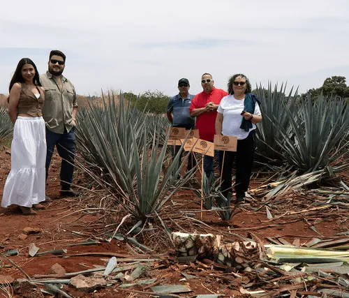 Five people standing in an agave field with harvested agave piñas and signs in the soil.