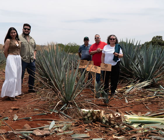 Five people standing in an agave field with harvested agave piñas and signs in the soil.
