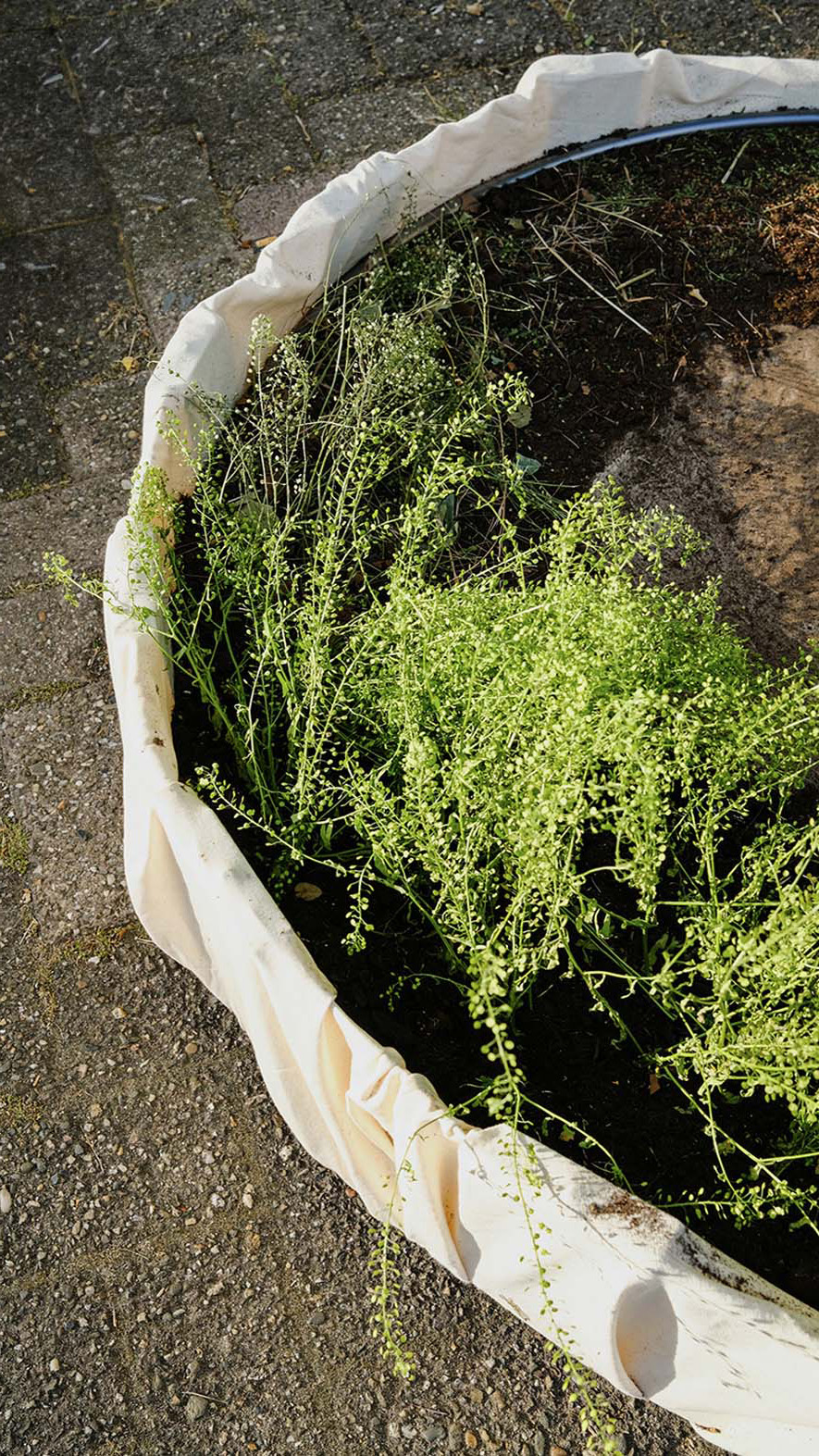 Nic Frehner Cut off Cycles Cress 