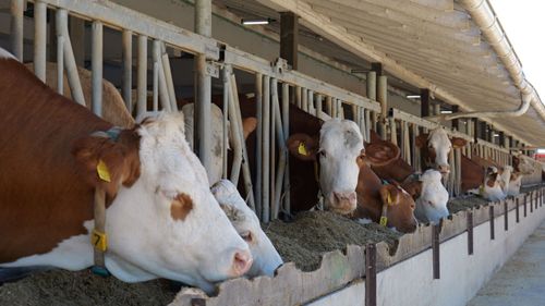 Cows feeding at Farm Euro’s dairy farm.
