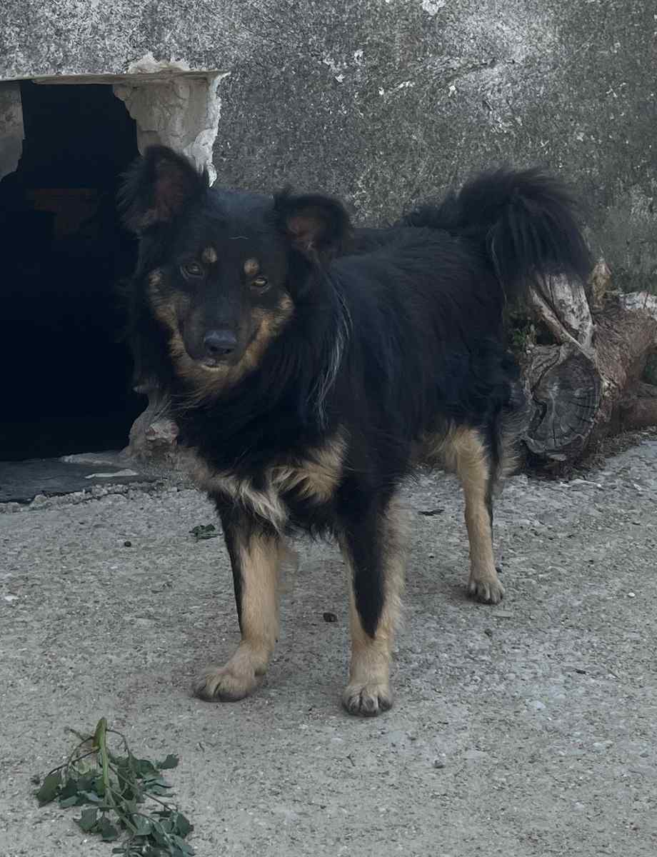 Eiko