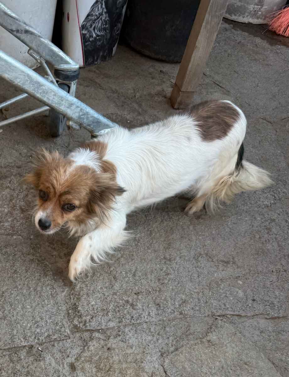 Pamina