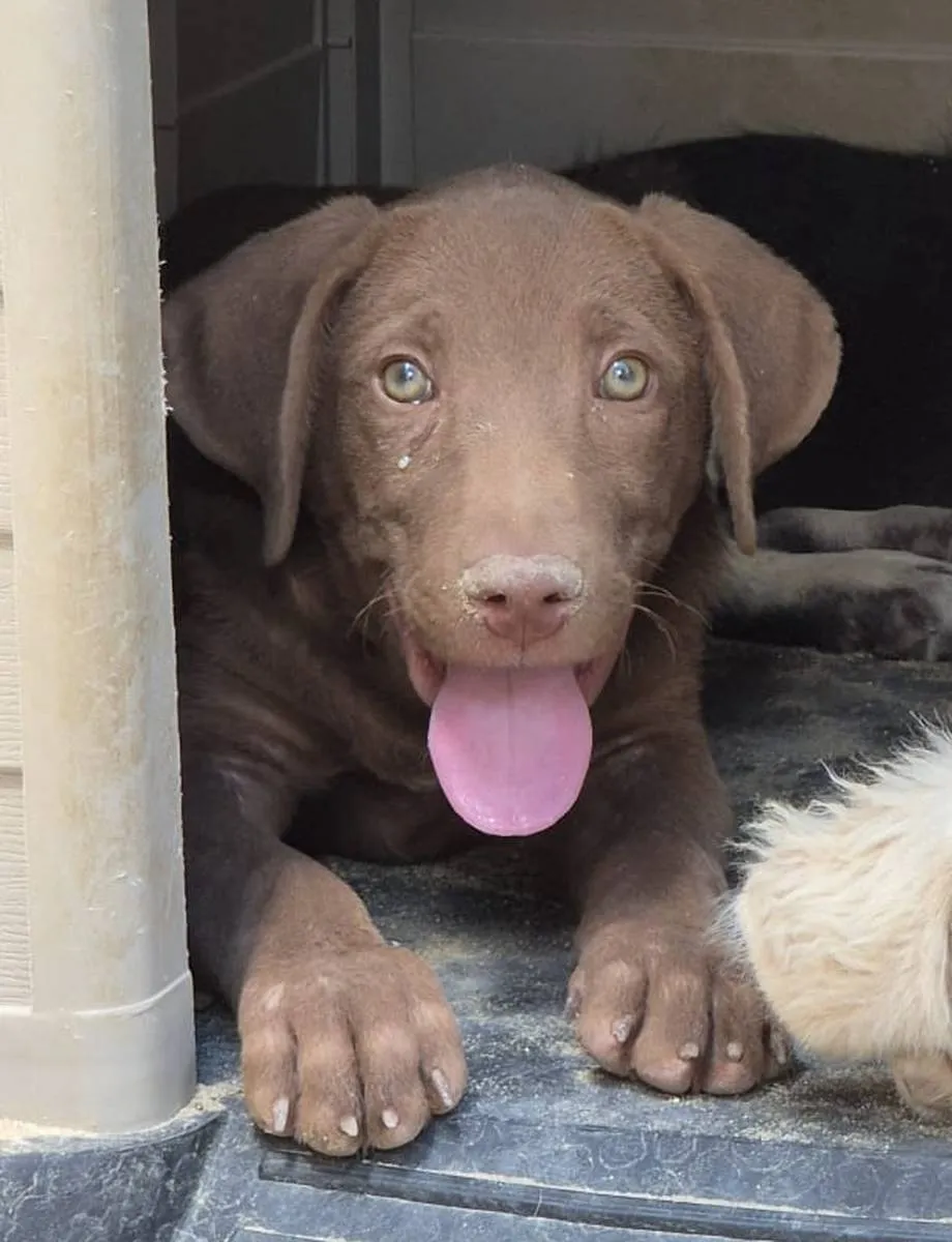 Duke