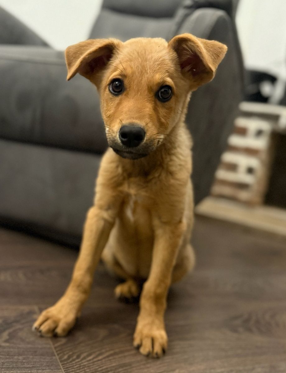 Tobi Bruno Bubi