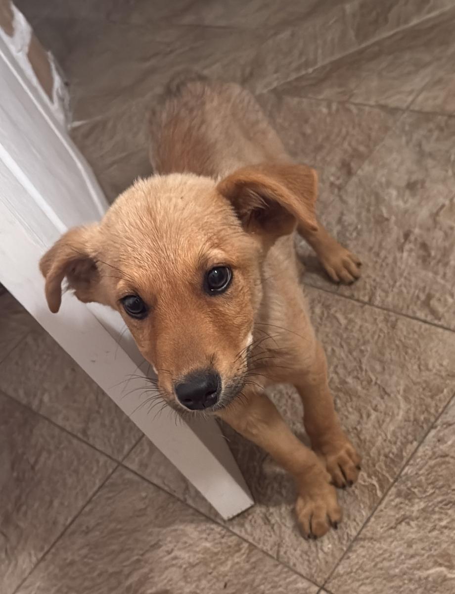 Tobi Bruno Bubi