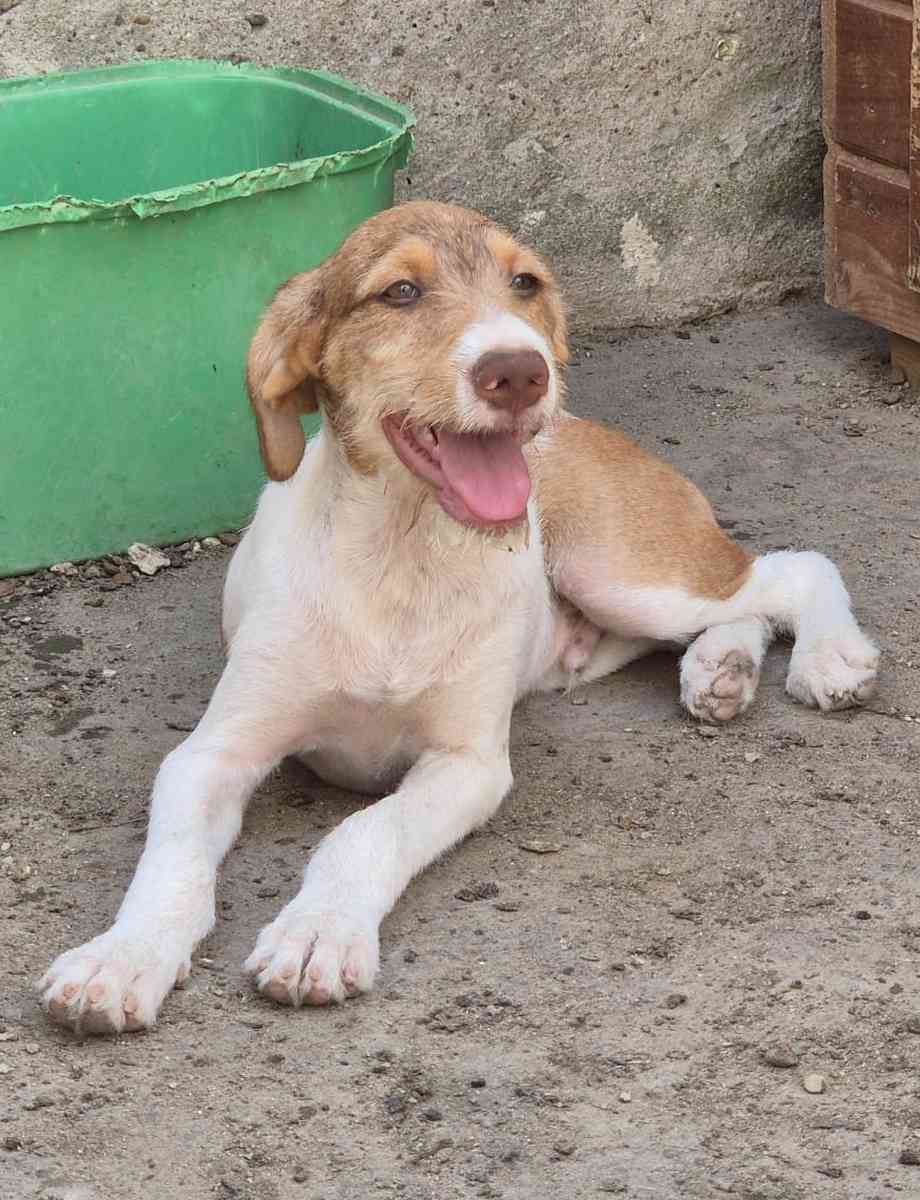 Korgo