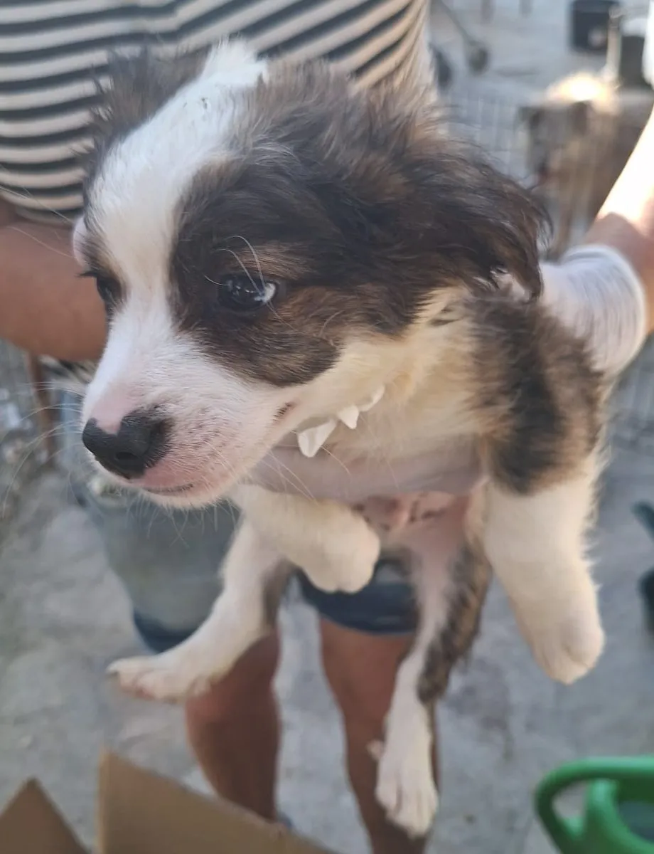 Pino