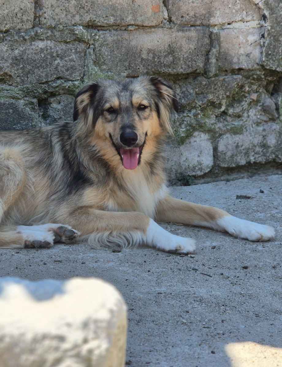 Tara