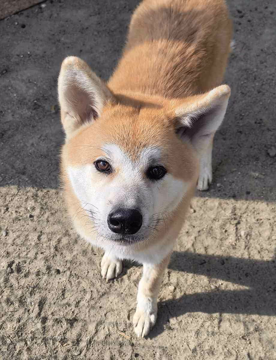 Hachiko