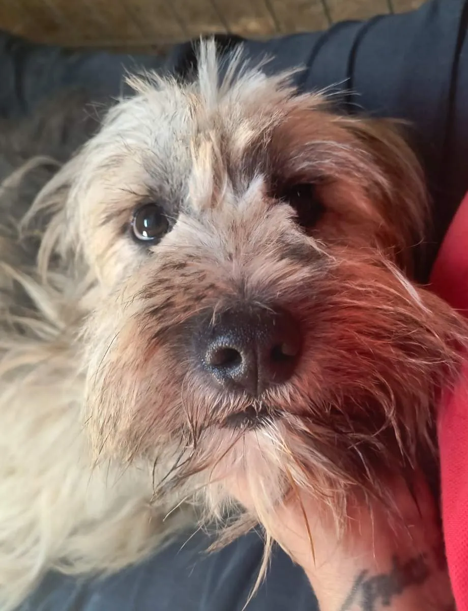 Alf