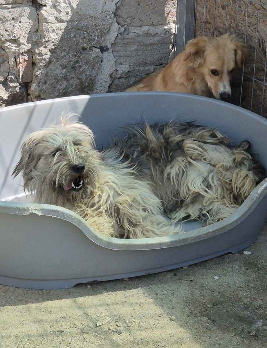 Alf
