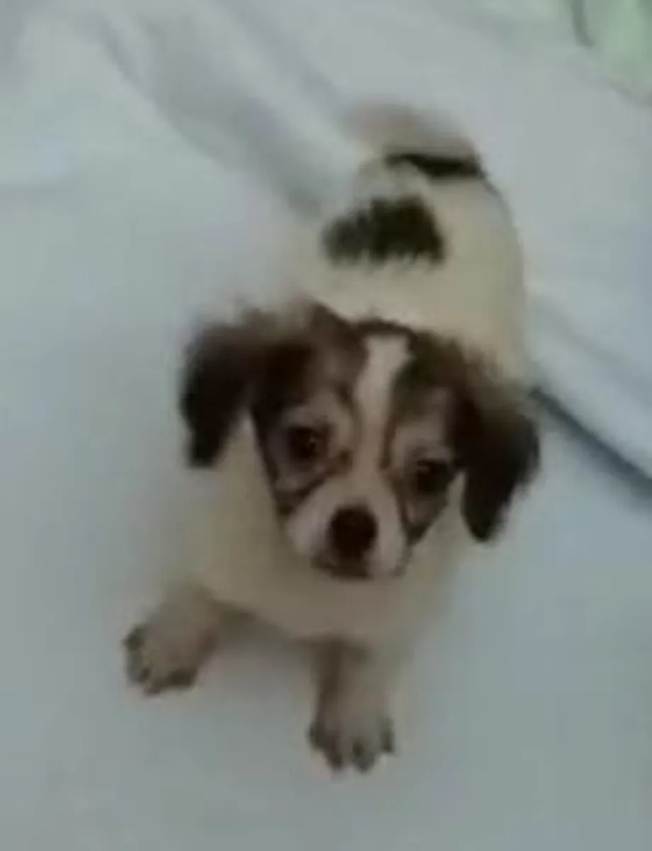 Ricco