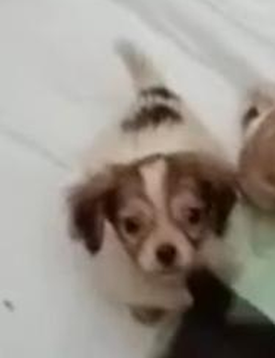 Ricco