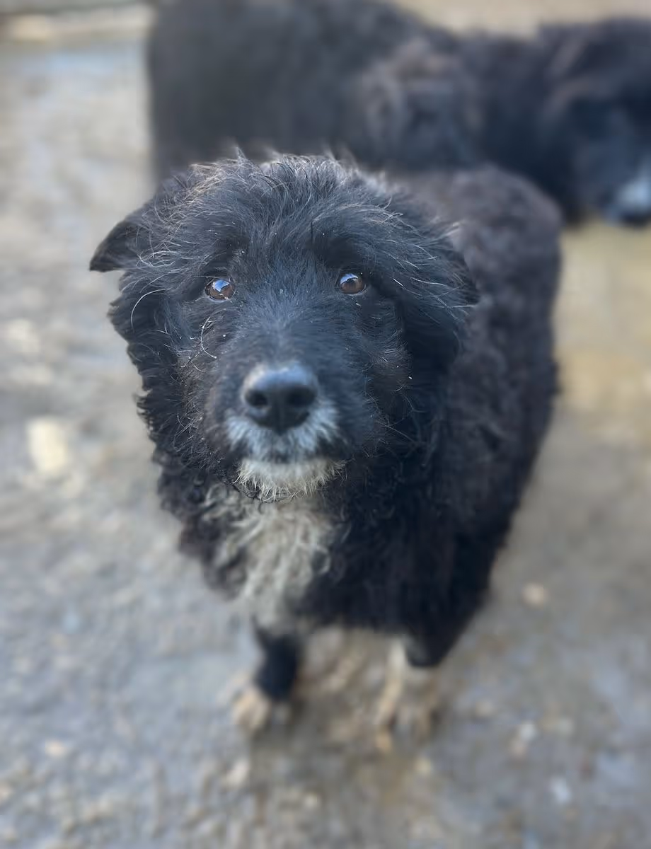 Girlie