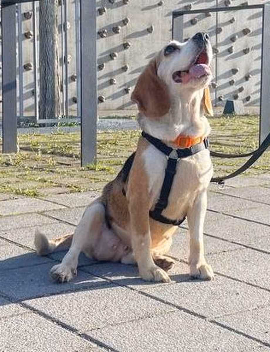 Daisy