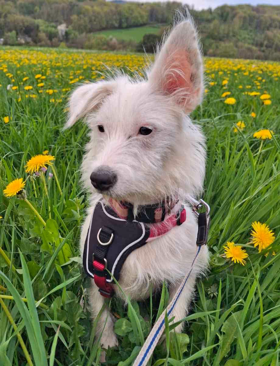 Nissi