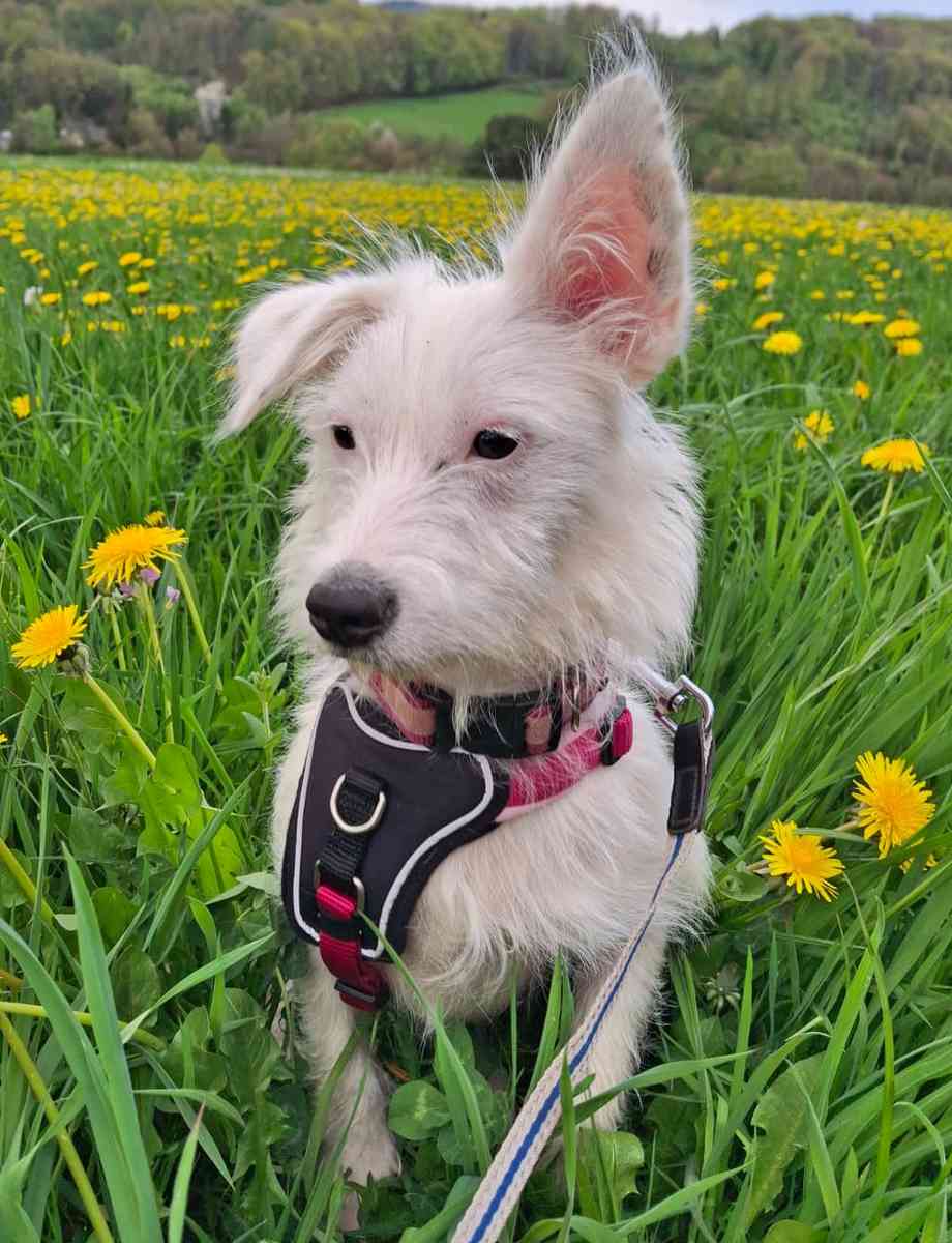 Nissi