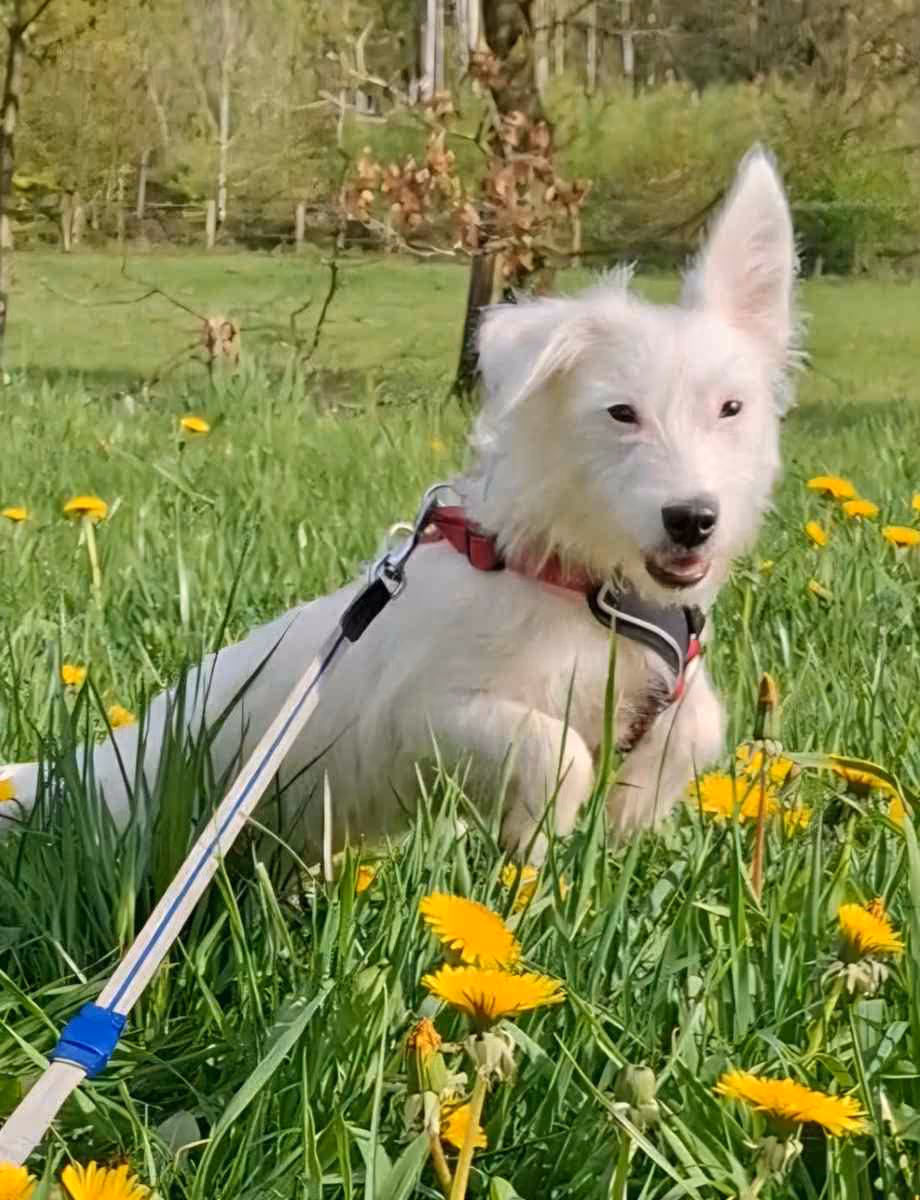 Nissi