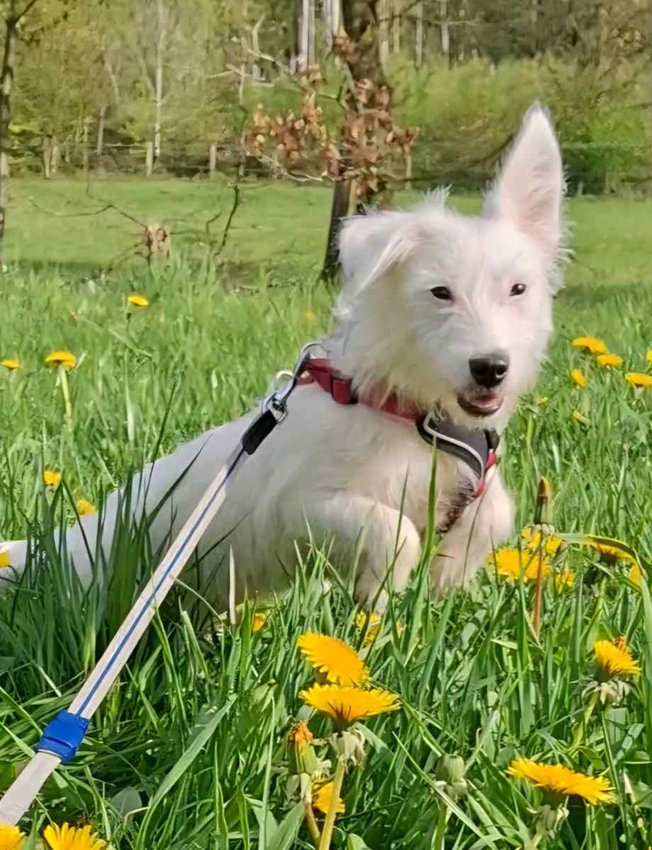 Nissi