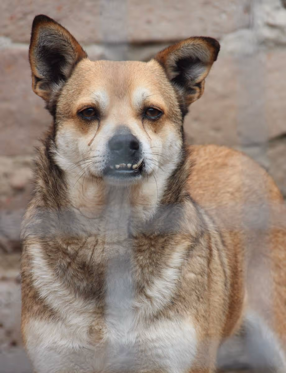 Koda