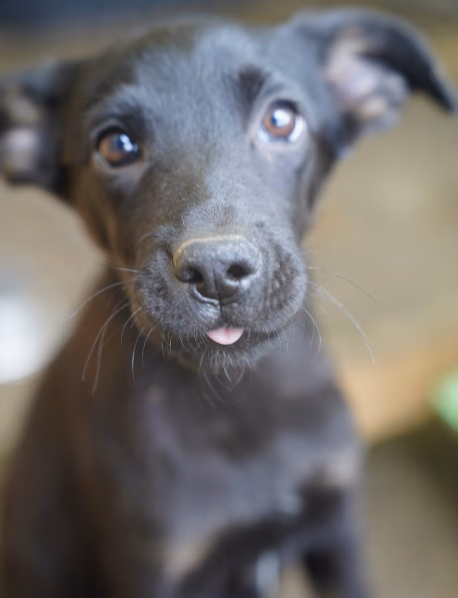 Küra