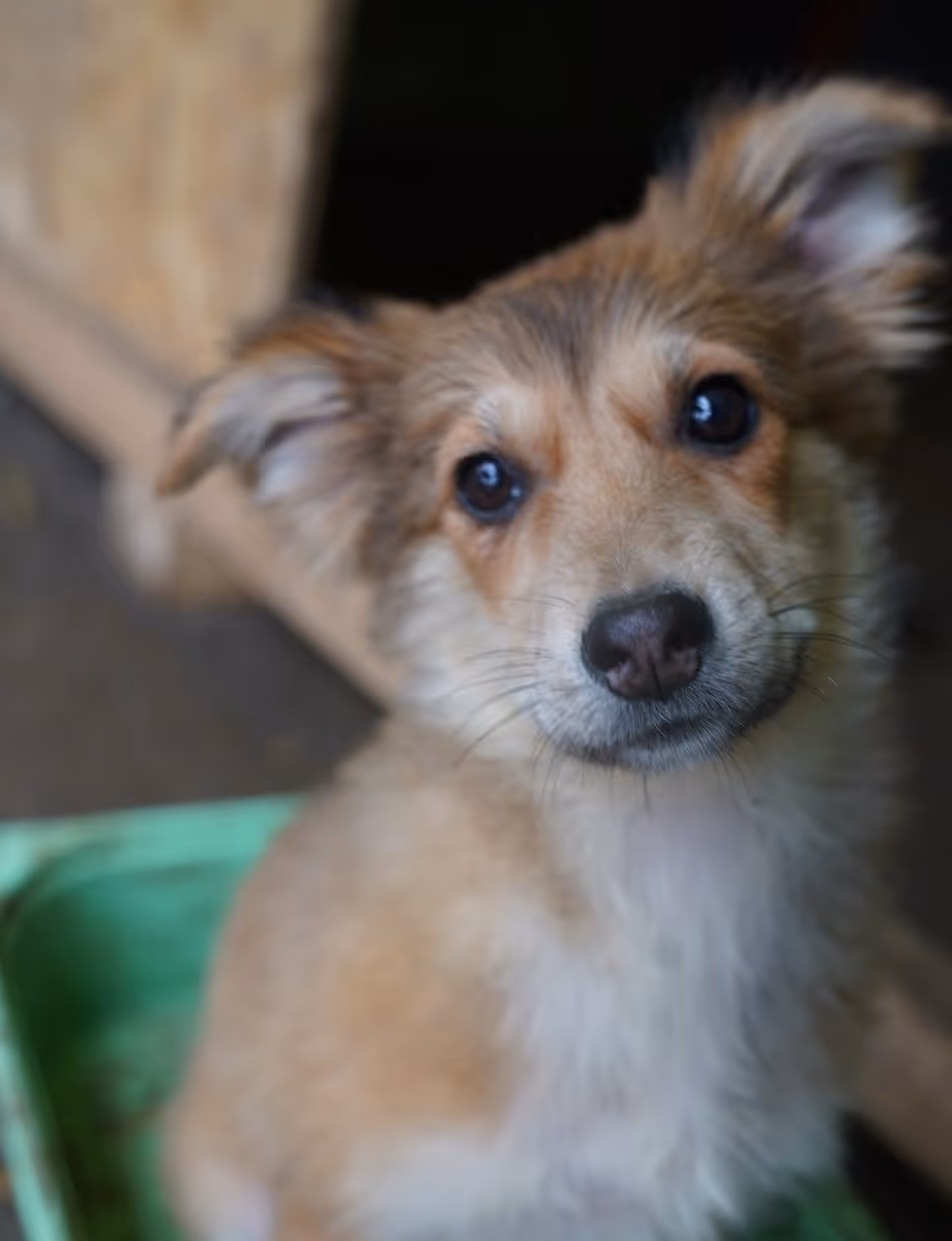 Kita