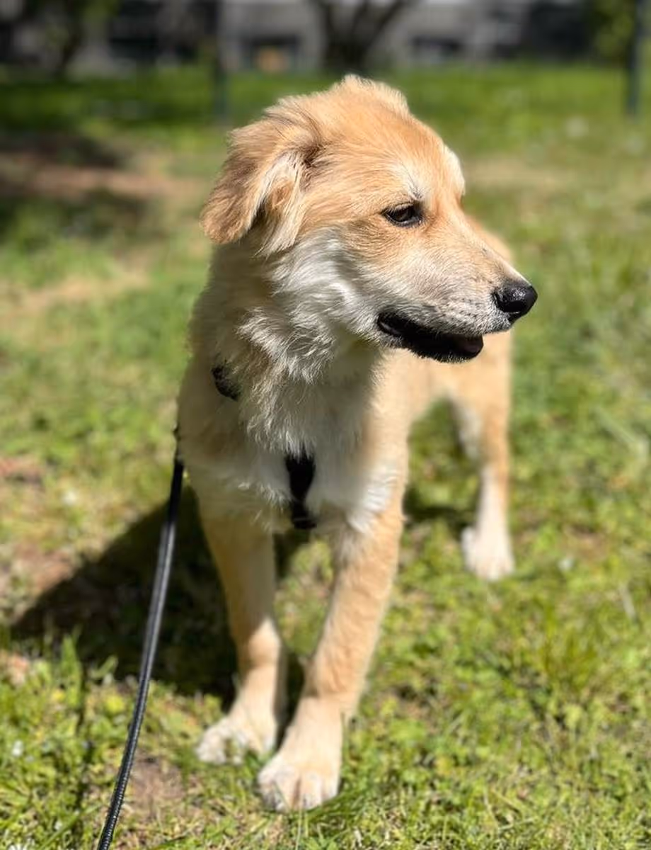 Korbel