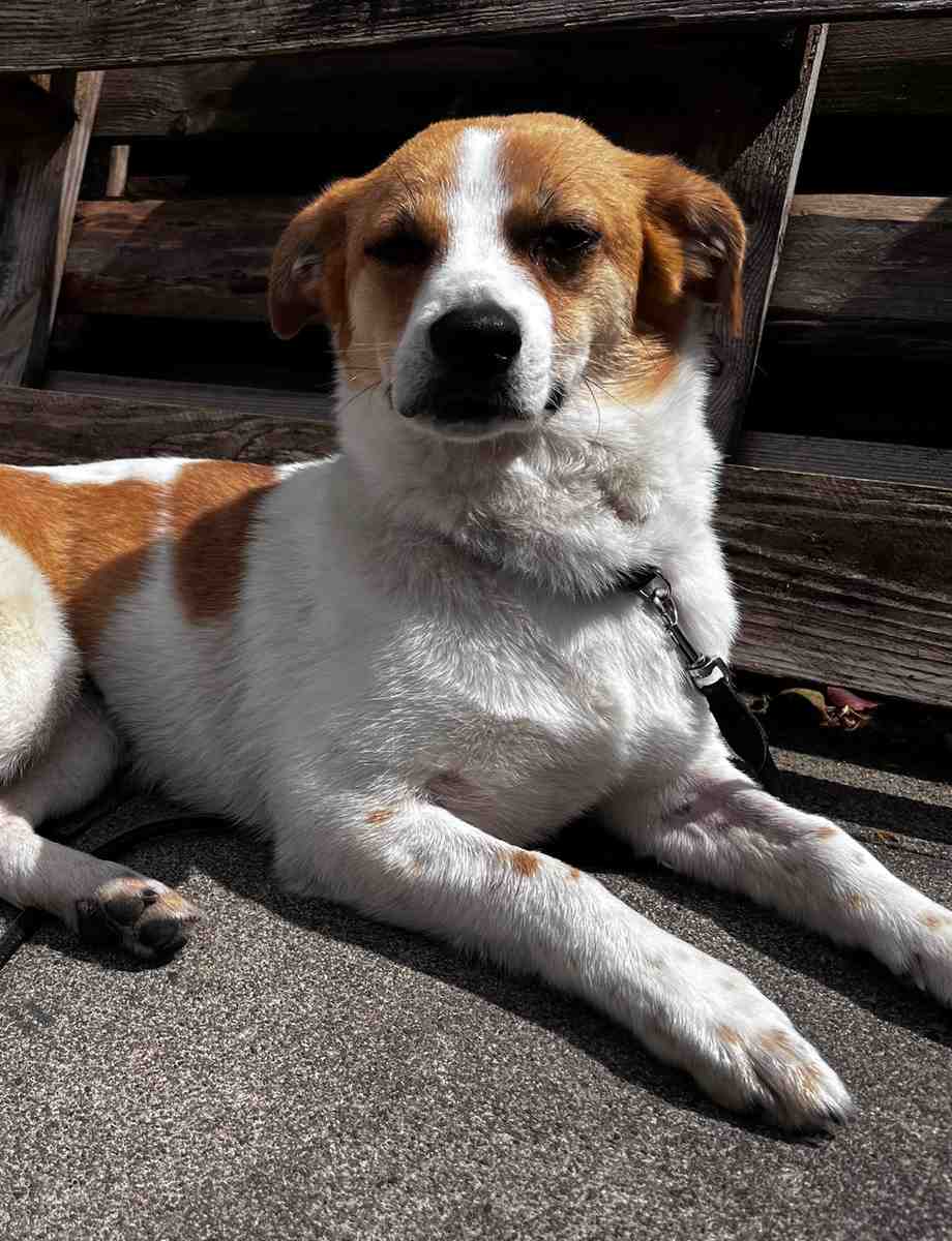 Sophia