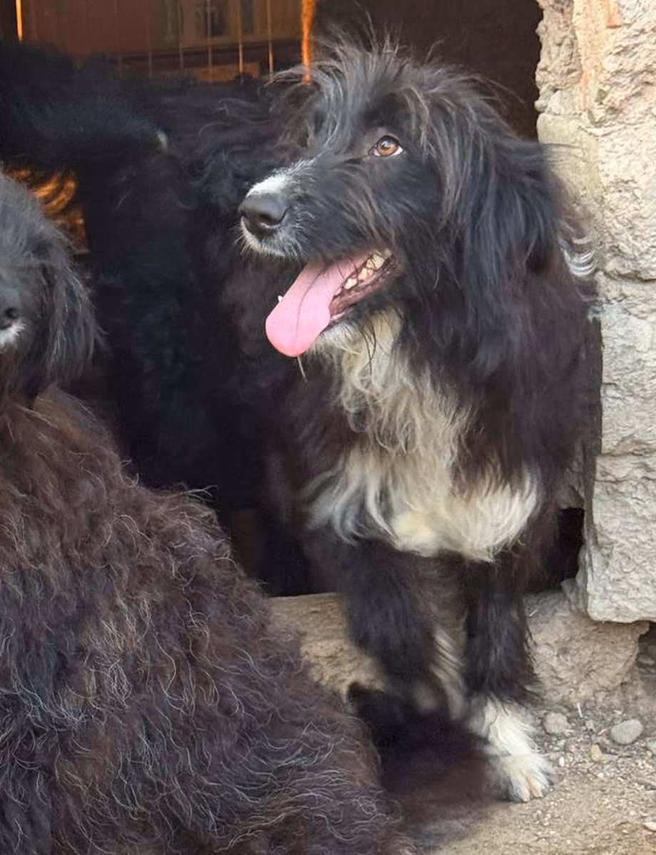 Gian