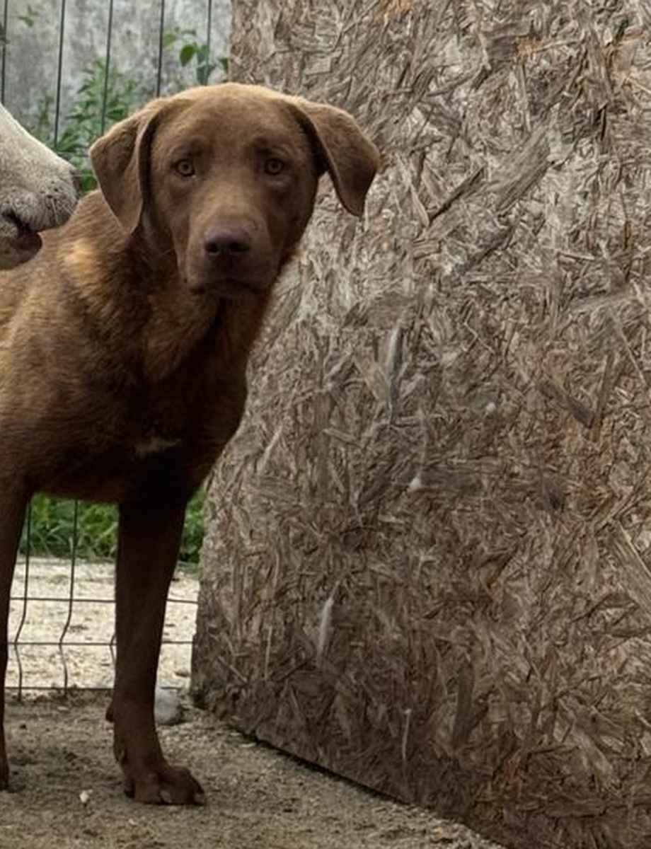Duke